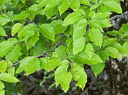 Fagus japonica