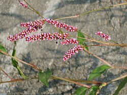 Persicaria longiseta