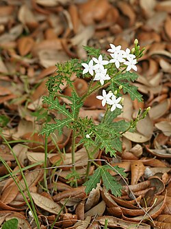 Cnidoscolus stimulosus