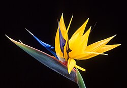 สเตรลิเซีย