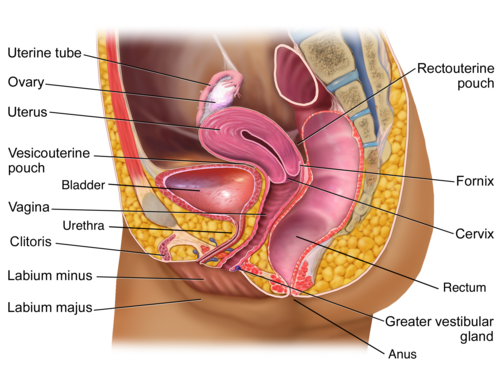 แผนภาพแสดงกายวิภาคของอุ้งเชิงกรานเพศหญิง