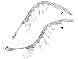Lucifer (crustacean)
