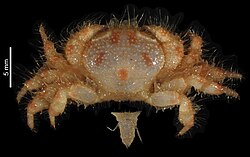 Parapilumnus cristimanus