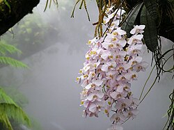 ฟาเลโนปซิส