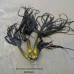 Durvillaea antarctica