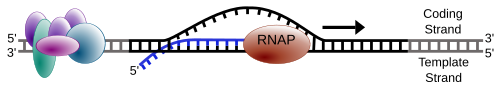 เอนไซม์ RNA polymerase เคลื่อนที่ไปตามสาย DNA และทิ้งสาย RNA ที่สังเคราะห์ขึ้นใหม่ไว้เบื้องหลัง