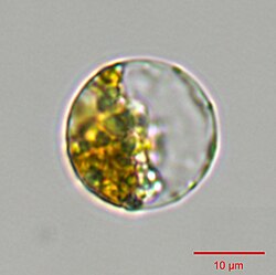 Thalassiosira pseudonana