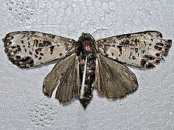 Xanthopastis timais