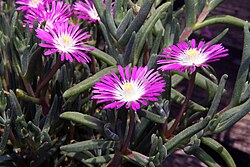 ใบของ Delosperma floribundum แสดงให้เห็นเซลล์กระเพาะปัสสาวะซึ่งเป็นลักษณะเฉพาะของพืชสกุลนี้