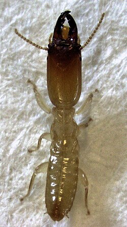 วงศ์ Stolotermitidae
