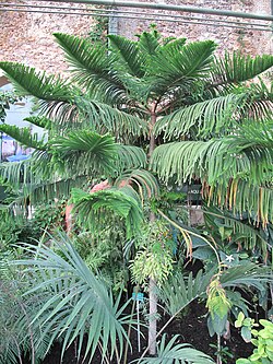 Araucaria subulata