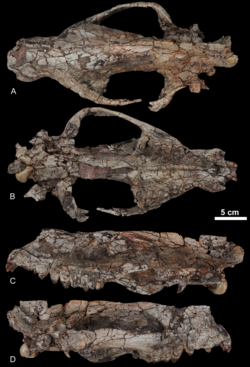 Kerberos langebadreae
