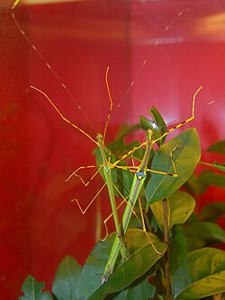 เนโครสซีนาอี