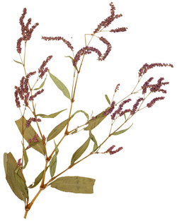 Persicaria extremiorientalis