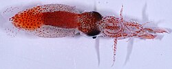 Psychroteuthis glacialis