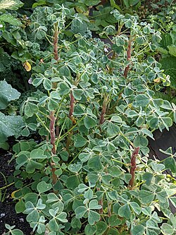 Oxalis tuberosa