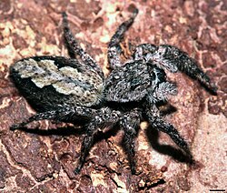 Platycryptus undatus