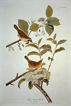 นกกระจิบเหลืองธรรมดาในหนังสือ Birds of America