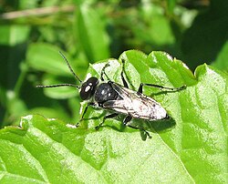 Astata