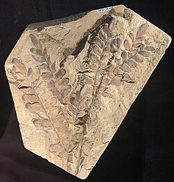 Neuropteris