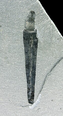 เซลคีร์เกีย