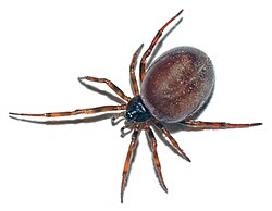 สเตโทดา