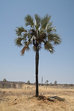 Hyphaene petersiana