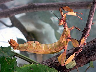 รายชื่อ Phasmatodea ของออสเตรเลีย