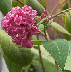 เซสตรัม อีเลแกนส์