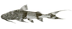 Bagarius yarrelli