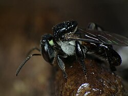 Tetragonula carbonaria