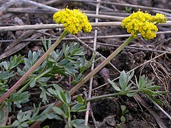 Lomatium cous