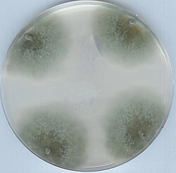 โพโดสปอรา แอนเซรินา
