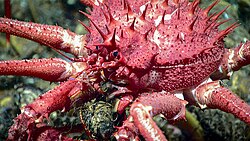 ปูยักษ์