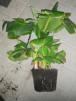 การชดเชย (พฤกษศาสตร์)