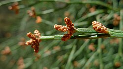 Callitris muelleri