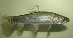 วงศ์ Erythrinidae