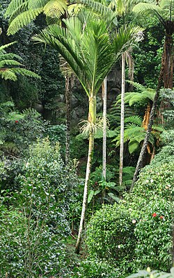 Rhopalostylis sapida