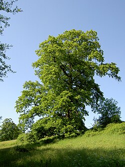 Quercus subg. Cerris