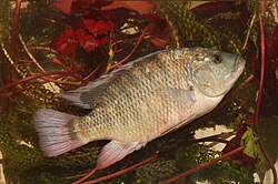 ปลานิลอกแดง
