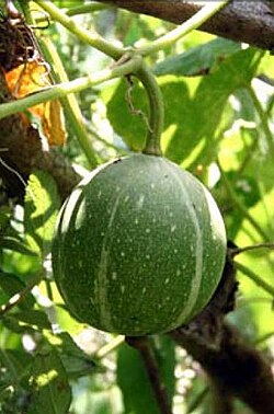 Cucurbita okeechobeensis