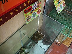 เอนไฮดริส