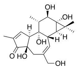 ฟอร์โบล