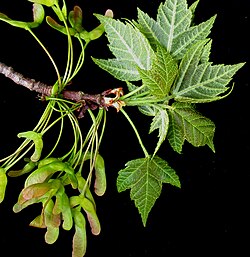 Acer rubrum