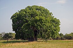 อาดันโซเนีย