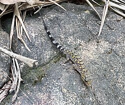 Cnemaspis umashaankeri