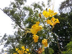 ดอกไม้สีเหลือง
