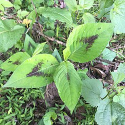 Persicaria virginiana