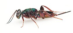 วงศ์ Lyciscidae