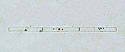 Leptocylindrus